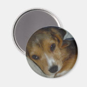 Beagle Magnet (Voorkant / Achterkant)