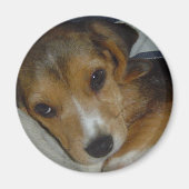 Beagle Magnet (Voorkant)