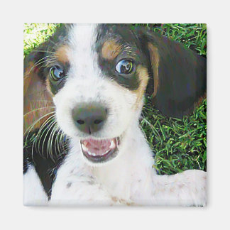 Beagle Magnet