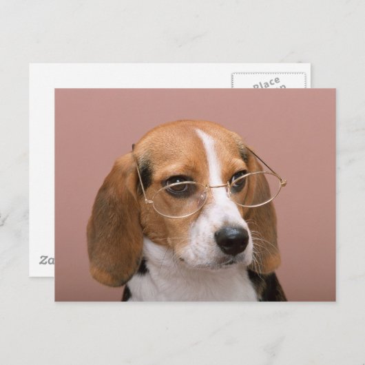 Beagle met bril briefkaart (Voorkant / Achterkant)