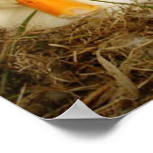 Beagle met eend Poster (Hoek)