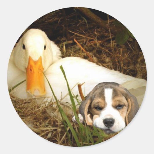 Beagle met eend Sticker (Voorkant)
