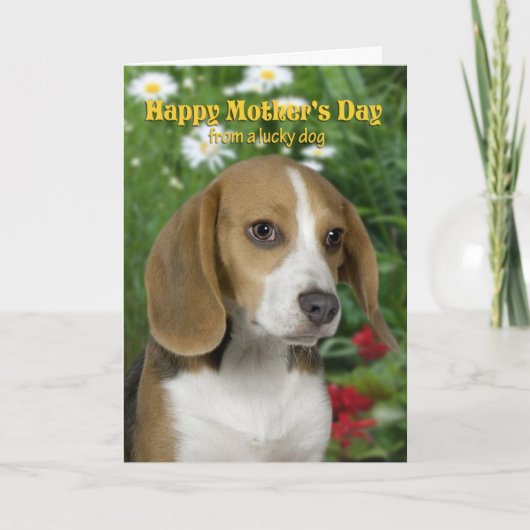 Beagle Mother's Day Card Kaart (Voorkant)