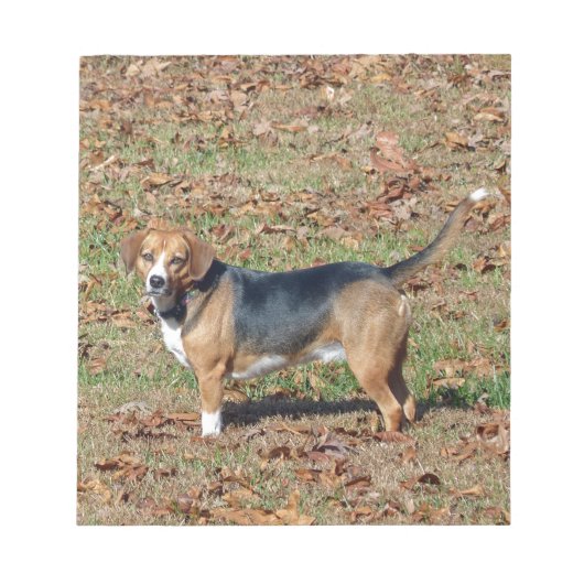 Beagle Notitieblok (Voorkant)