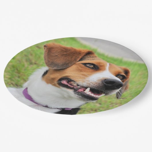 Beagle Papieren Bordje (Gekanteld)