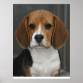 Beagle Portrait Poster (Voorkant)