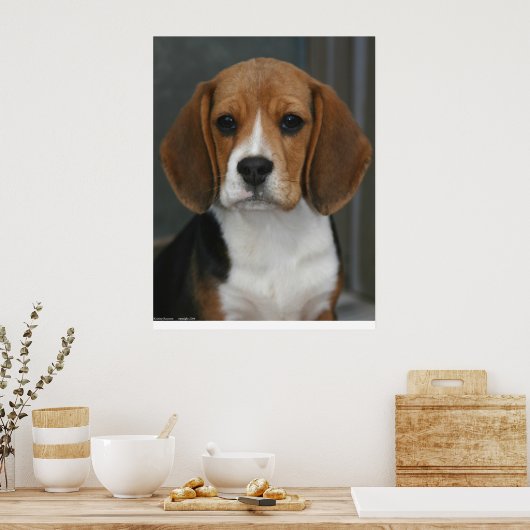 Beagle Portrait Poster (Keuken)