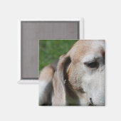 beagle portret magneet (Voorkant / Achterkant)