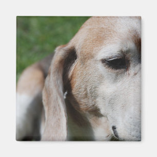 beagle portret magneet