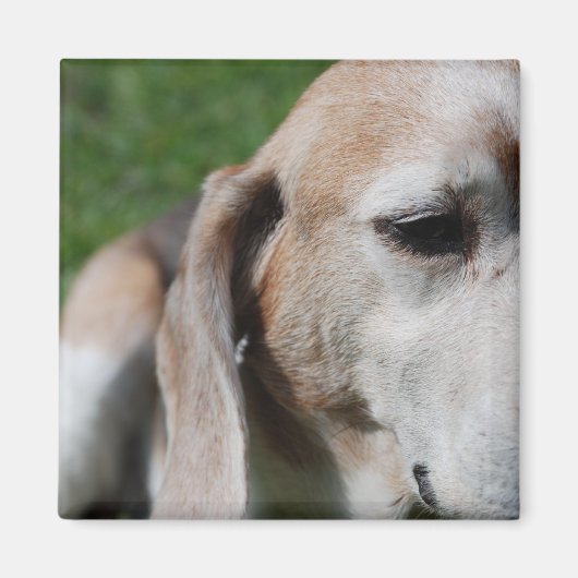 beagle portret magneet (Voorkant)