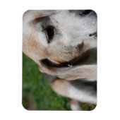 beagle portret magneet (Verticaal)