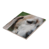 beagle portret tegeltje (Zijkant)