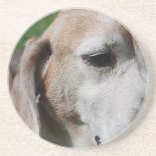 beagle portret zandsteen onderzetter