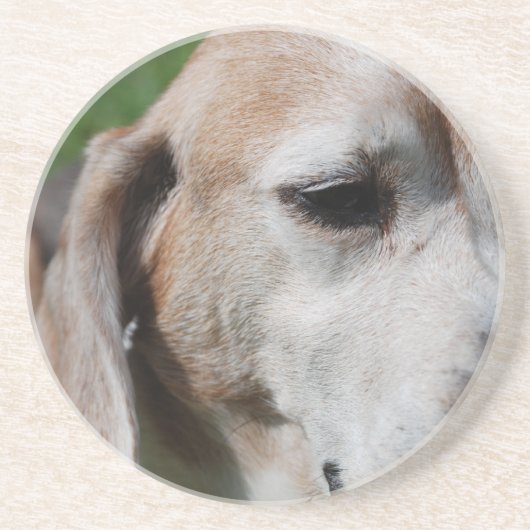 beagle portret zandsteen onderzetter (Voorkant)
