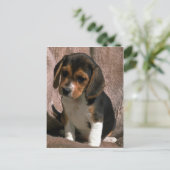 Beagle pup briefkaart (Staand voorkant)