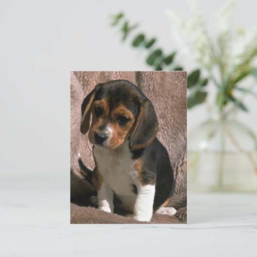 Beagle pup briefkaart (Staand voorkant)