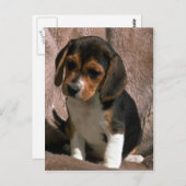Beagle pup briefkaart (Voorkant / Achterkant)
