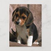 Beagle pup briefkaart (Voorkant)