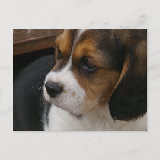 Beagle Pup Briefkaart (Voorkant)