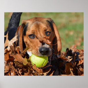 Beagle Pup Leaf on Nose & Tennis Ball Poster