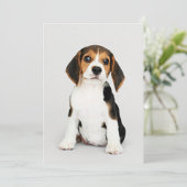Beagle pup, ongelofelijk schattig kaart (Staand voorkant)