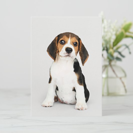 Beagle pup, ongelofelijk schattig kaart (Staand voorkant)