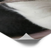 Beagle Pup Print (Hoek)