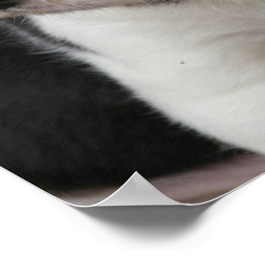 Beagle Pup Print (Hoek)