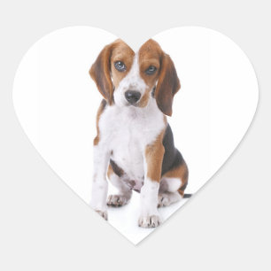 Beagle Puppies Hond Hart Grappige Stickers / Label