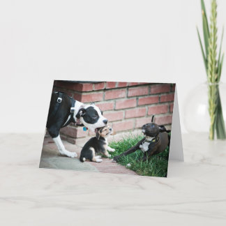 Beagle Puppies Smaak Yummy Kaart