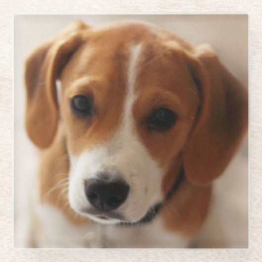 Beagle Puppy 2 Glazen Onderzetter (Voorkant)