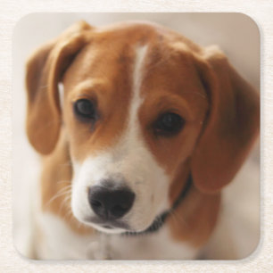 Beagle Puppy 2 Kartonnen Onderzetters
