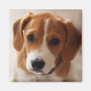 Beagle Puppy 2 Magneet