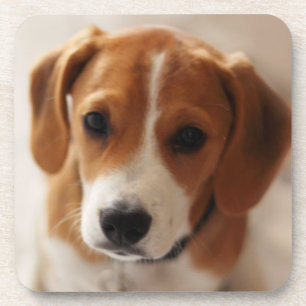 Beagle Puppy 2 Onderzetter