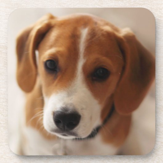 Beagle Puppy 2 Onderzetter (Voorkant)
