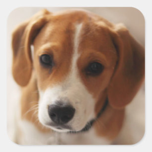 Beagle Puppy 2 Vierkante Sticker