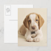 Beagle Puppy Briefkaart (Voorkant / Achterkant)