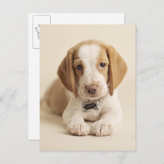 Beagle Puppy Briefkaart (Voorkant / Achterkant)