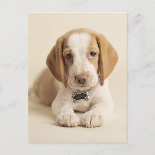 Beagle Puppy Briefkaart (Voorkant)