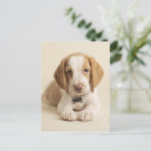 Beagle Puppy Briefkaart (Staand voorkant)