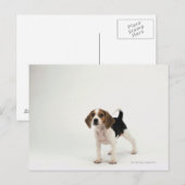 Beagle puppy briefkaart (Voorkant / Achterkant)
