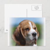Beagle Puppy Briefkaart (Voorkant / Achterkant)
