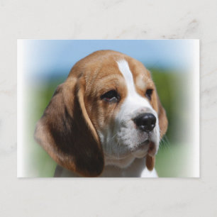Beagle Puppy Briefkaart