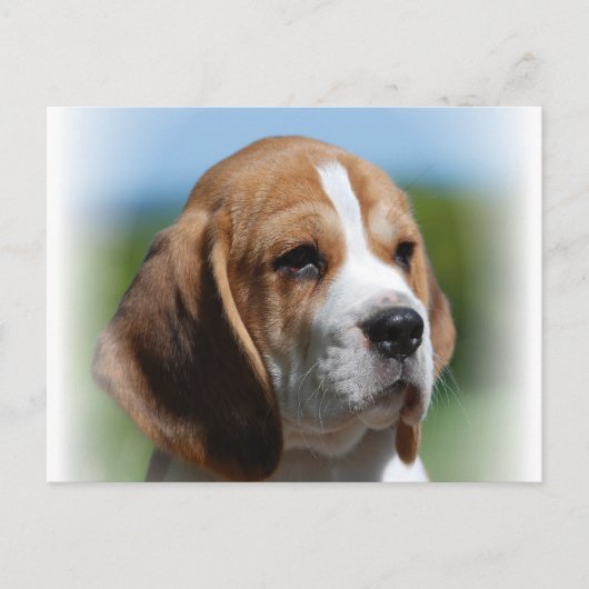 Beagle Puppy Briefkaart (Voorkant)