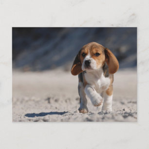 Beagle puppy briefkaart
