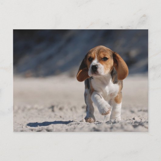 Beagle puppy briefkaart (Voorkant)
