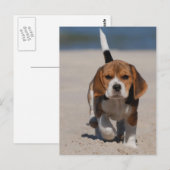 Beagle puppy briefkaart (Voorkant / Achterkant)