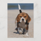 Beagle puppy briefkaart (Voorkant)