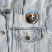 Beagle Puppy Button (In situ)