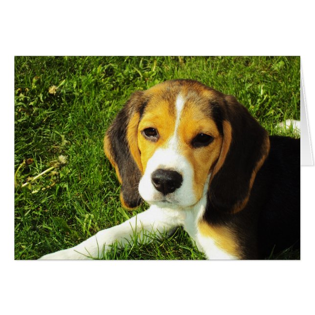 Beagle Puppy Card (Voorkant Horizontaal)